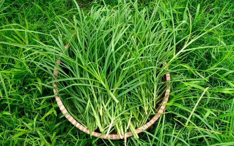 Cây mần trầu là vị thuốc quý trong Đông y