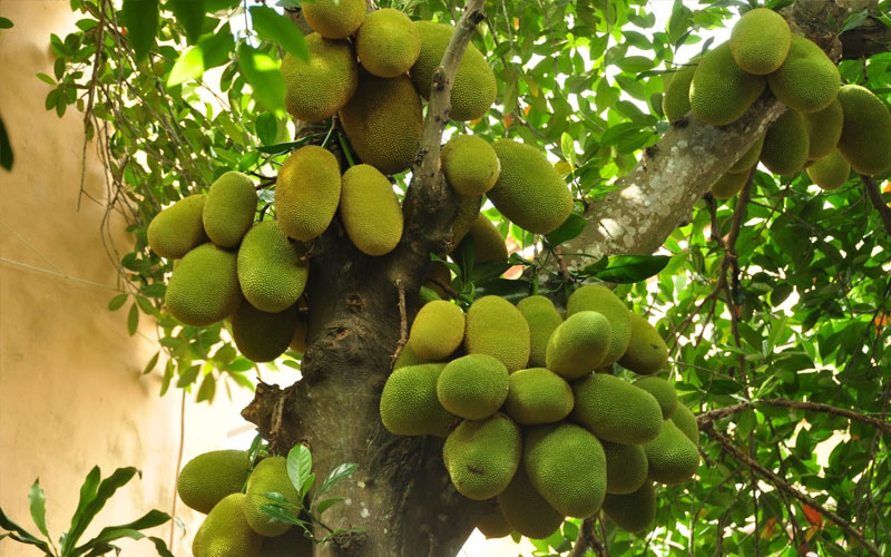 Cây mít nghệ có nguồn gốc từ Thái Lan