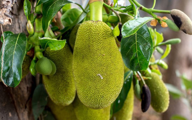 Cây mít nghệ mất khoảng 12- 15 tháng để ra quả