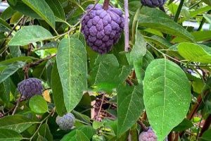 Cây na tím có gì đặc biệt mà quả có giá lên đến gần nửa triệu một kg?