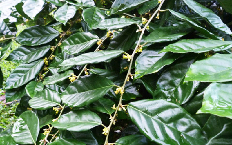 Cây nhót ngọt ra hoa đầu tháng 12