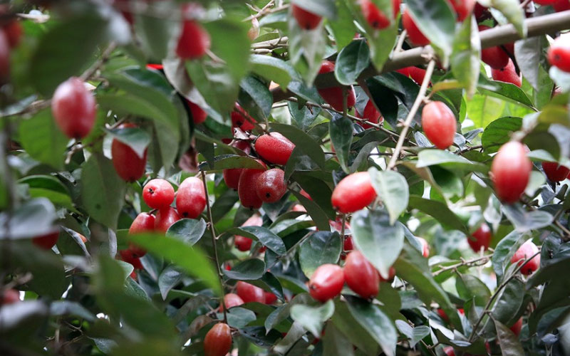 Cây nhót ngọt thuộc loại cây thân bụi