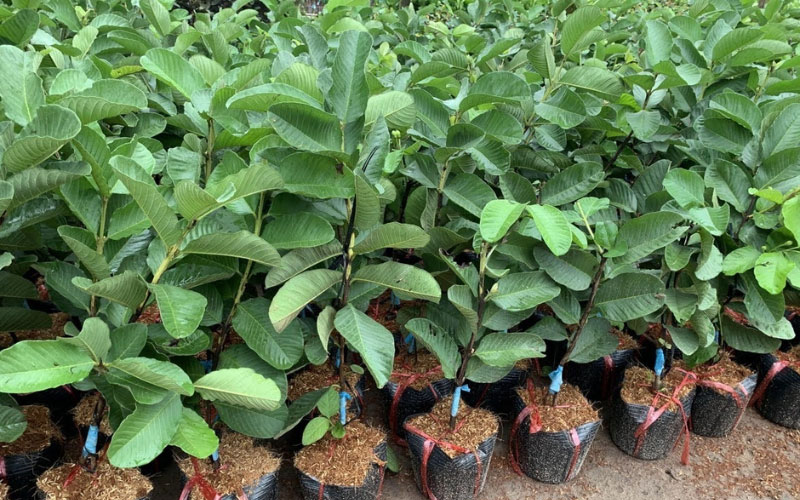 Cây giống ổi nữ hoàng giống tại vườn ươm