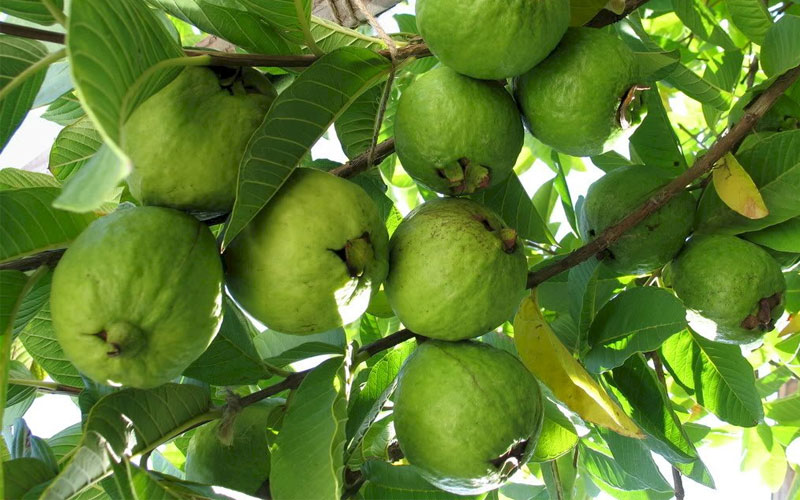 Ổi nữ hoàng ít hạt, cùi dày
