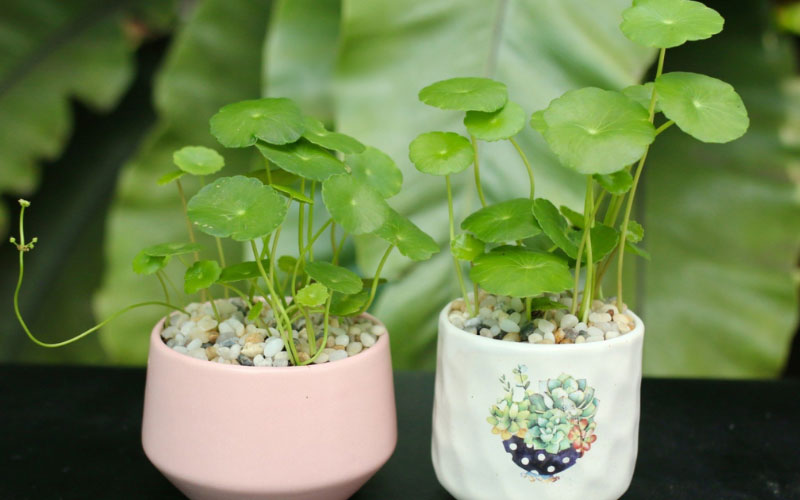 Rau má đồng tiền trồng để trang trí
