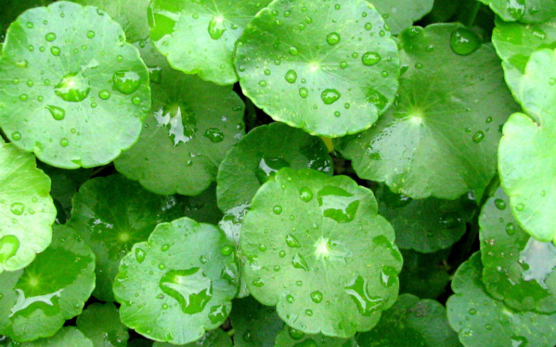 Cây rau má Nhật lá to và xanh