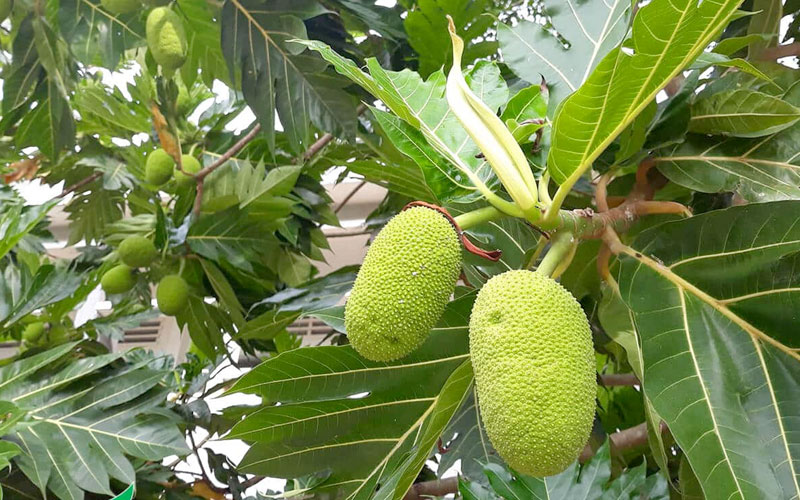 Cây sa kê có nhiều lợi ích cho sức khỏe