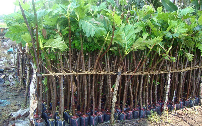 Cây sa kê giống đạt chuẩn