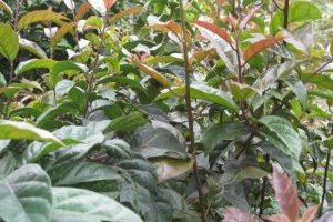 Cây Xạ đen - Đặc điểm, Phân loại, Tác dụng và Cách trồng