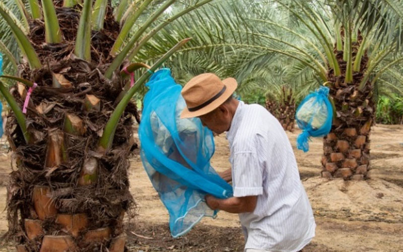 Chăm sóc cây chà là khi ra quả