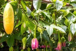 Cây chanh leo chuối Nam Mỹ siêu lạ và độc đáo mới xuất hiện