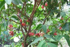 Cây Roi đỏ - Giống cây ăn quả dễ trồng, mang lại lợi ích tuyệt vời cho sức khỏe