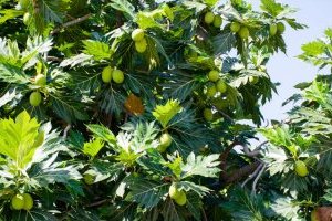 Cây Sake trồng làm cây bóng mát và cho trái ngon, bùi, mềm