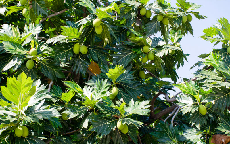 Cây Sake hay còn gọi là cây Sa kê