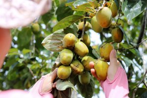 Kỹ thuật trồng và chăm sóc Cây hồng ngâm giúp người nông dân hái ra tiền