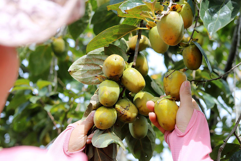 Để hồng sai quả, thơm ngon, người nông dân cần chú ý đến kỹ thuật trồng đúng cách