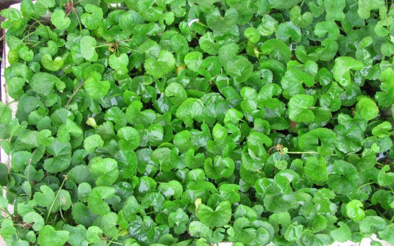 Gieo trồng cây rau má trong chậu