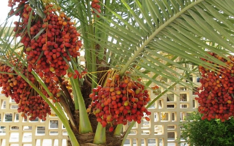 Giống chà là Zahidi dày thịt, vỏ mỏng