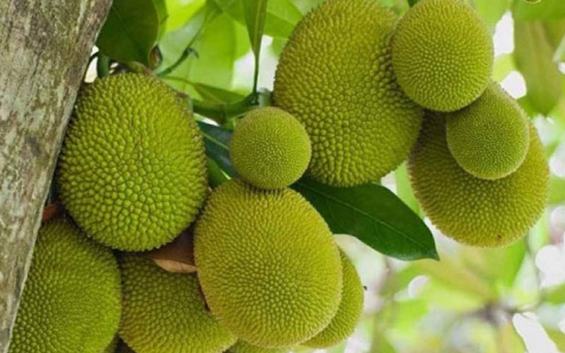 Giống mít nghệ tứ quý cho quả quanh năm