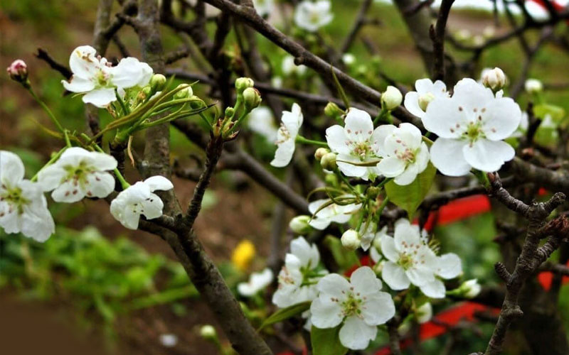 Hoa lê tượng trưng cho tình yêu tinh khôi, thuần khiết