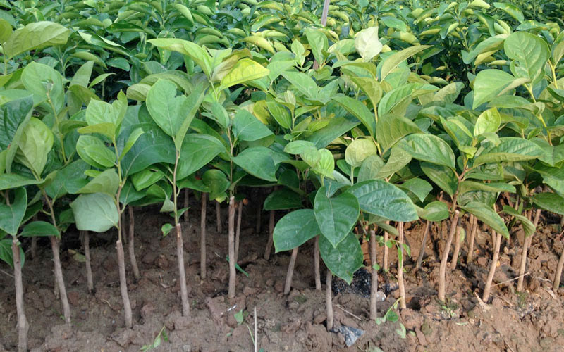 Cây giống hồng ngâm tại vườn ươm