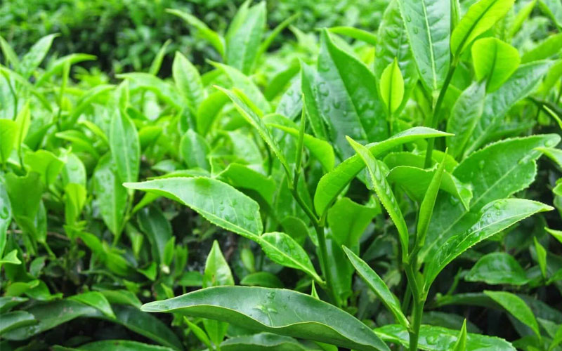 Cây chè xanh giúp nhiều nông dân thoát nghèo