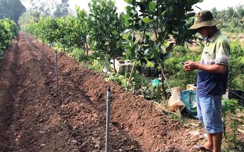 Tưới nước cung cấp độ ẩm cho cây mít