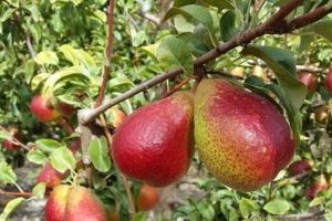 Cây lê đỏ Nam phi - Đặc điểm, cách trồng và chăm sóc để quả giàu dinh dưỡng nhất