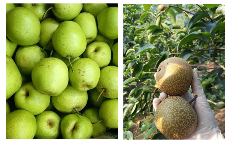 Lê xanh và lê nâu tại Việt Nam