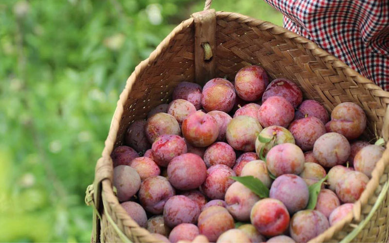 Mận hậu chín vỏ màu đỏ và nhiều phấn