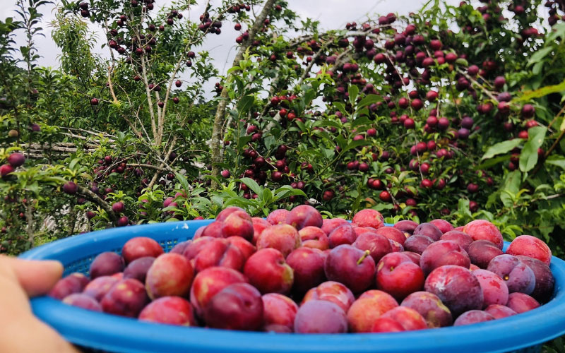 Mùa mận tam hoa thu hút khách du lịch tham quan
