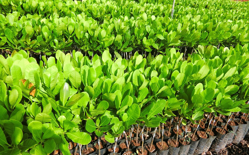 Nên chọn cây điều giống khỏe mạnh tại các vườn ươm uy tín