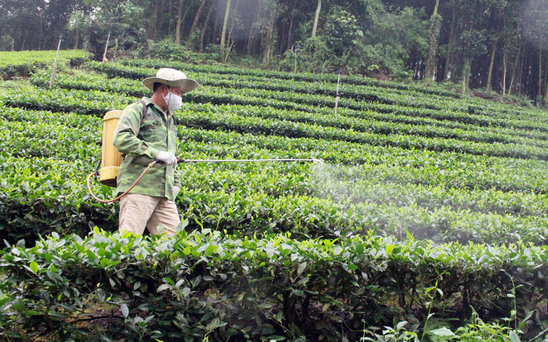 Phun thuốc là biện pháp diệt sâu bệnh trên chè hiệu quả