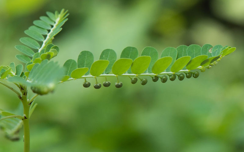 Quả cây chó đẻ rủ xuống dưới lá