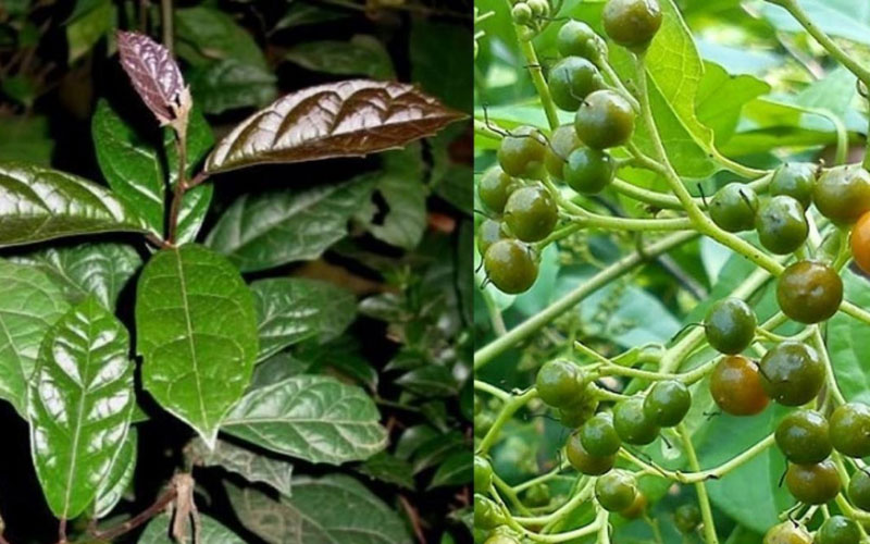Cây và quả của cây Xạ đen