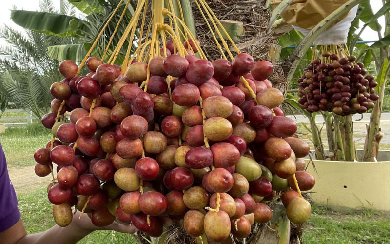 Quả chà là giàu giá trị dinh dưỡng