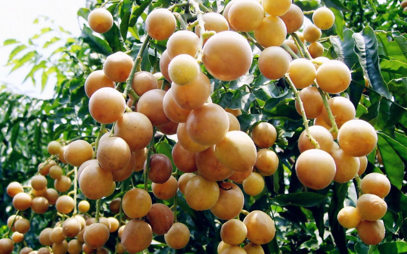 Quả hồng bì màu vàng và có lông