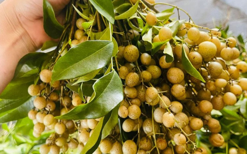 Quả mắc mật là một vị thuốc trong Đông y