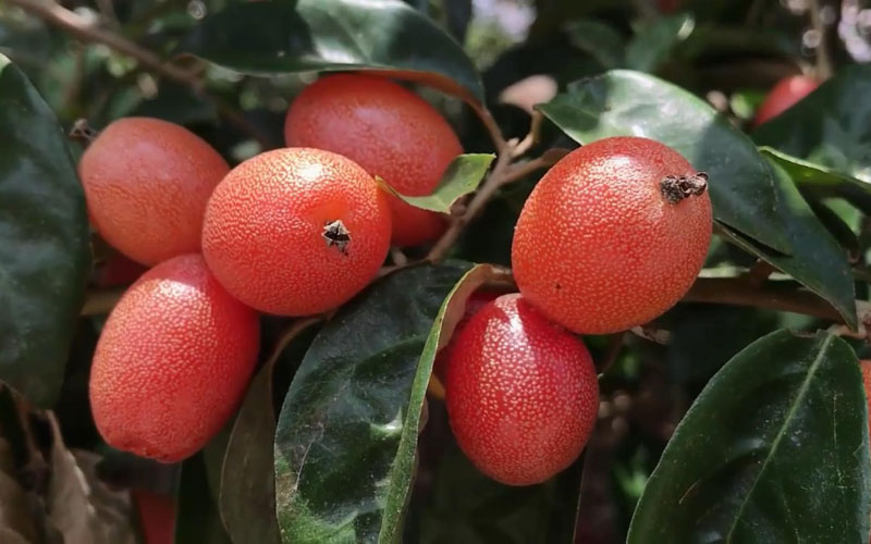 Nhót ngọt giàu chất dinh dưỡng tốt cho sức khỏe