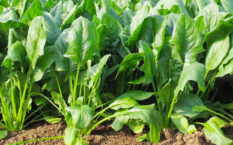 Rau chân vịt hỗ trợ điều trị táo bón