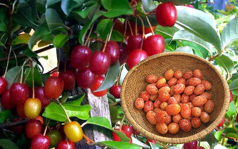 Thu hoạch quả nhót ngọt ngay tại vườn