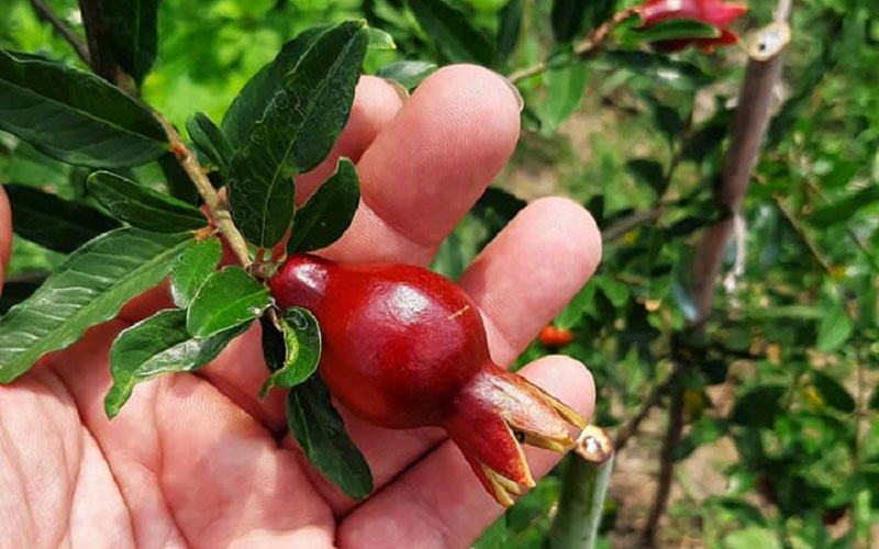 Thường xuyên thăm vườn để phát hiện sớm các loại sâu bệnh hại