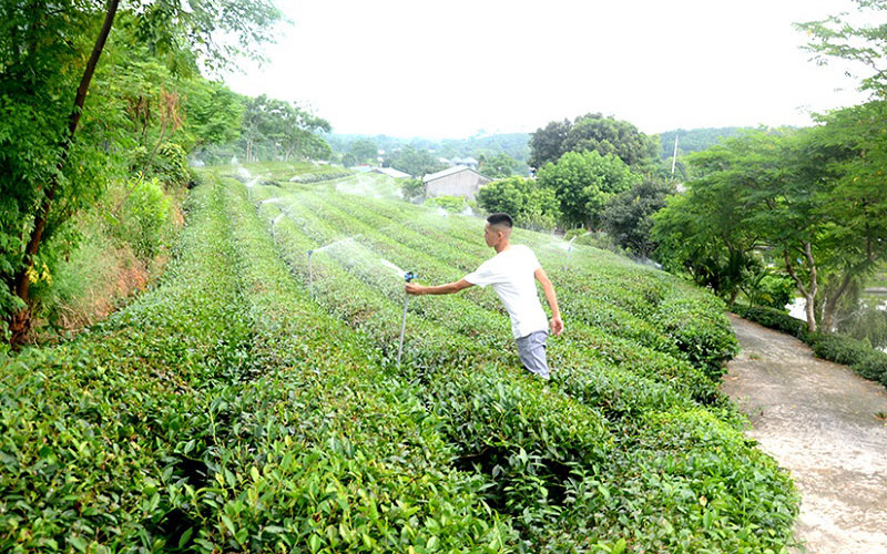 Tưới nước vườn chè giúp cây phát triển tốt