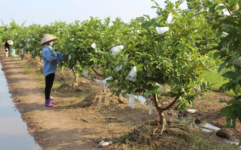 Vườn ổi nữ hoàng mang lại giá trị kinh tế cao