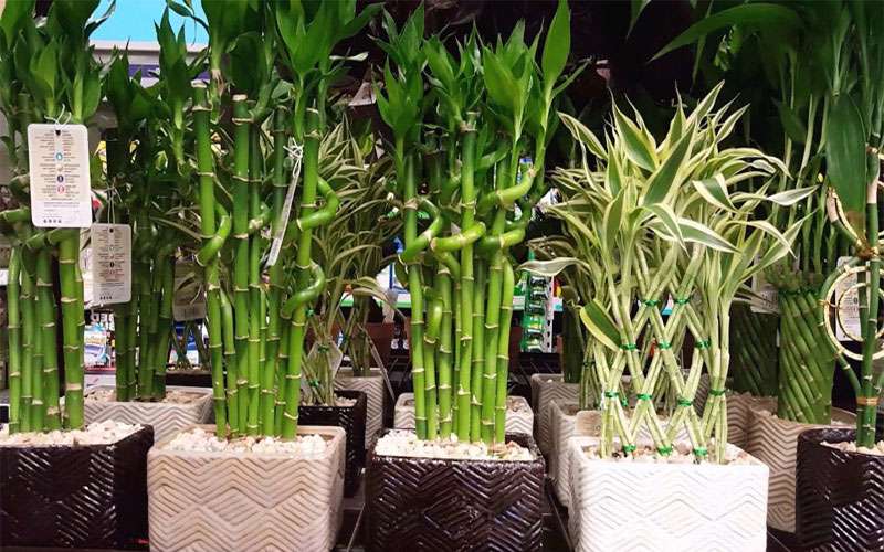 Bạn nên chọn đơn vị chuyên ươm giống cây Trúc Phú Quý, cung cấp đa dạng cây cảnh để tham khảo