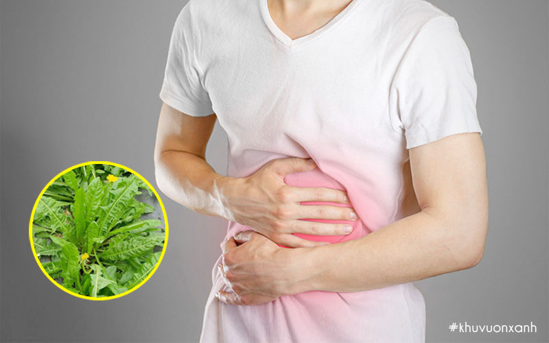 Bồ công anh giúp cải thiện tình trạng đau dạ dày