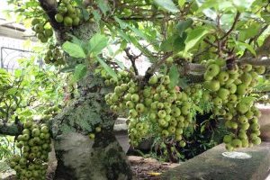 Cây Sung: Đặc điểm, Phân loại, Ý nghĩa và Cách chăm sóc cây ra sai quả