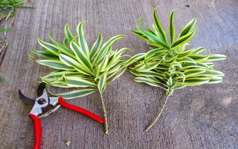 Cần biết cách cắt tỉa để cây luôn được khỏe và phát triển tốt nhất.