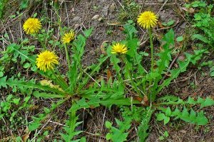 Cây Bồ công anh (Rau diếp dại, Rau bồ cóc, Diếp hoang)