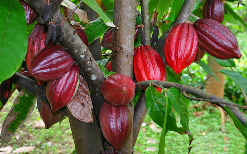 Phát triển cây cacao cần cách nhìn mới  Báo Người lao động